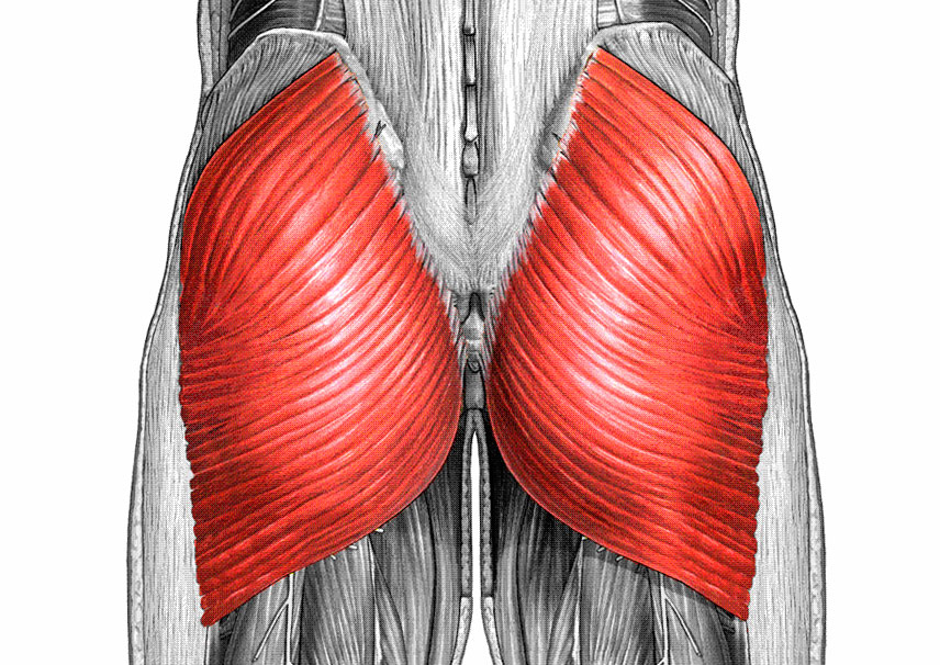 Большая ягодичная мышца (БЯМ)